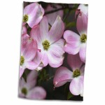 3D Towel with Pink Dogwood Flowers, Flowers and Spring Photography, TWL_51418_1, 38.1 x 55.9 cm